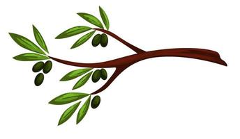 Olive tree branch with berries and leaves vector