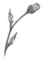 flor de manzanilla flora floreciente, boceto de planta vector