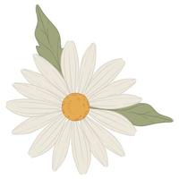 Chamomile flower plant with petals and leaves vector