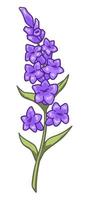 Lavender branch with blooming, flowers in bloom vector