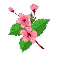 Sakura tree in blossom, blooming flower on branch vector