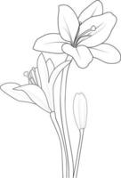 Set of vector hand-drawn lily flowers. ink sketch isolated on white background.