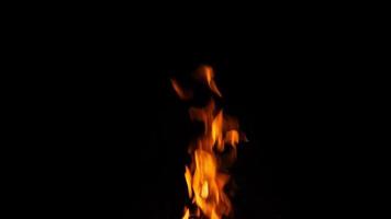 Close up of bright flame burning bonfire in dark on background of pine forest at summer video