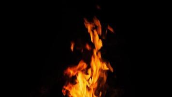 dichtbij omhoog van helder vlam brandend vreugdevuur in donker Aan achtergrond van pijnboom Woud Bij zomer video
