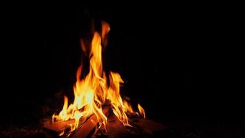 dichtbij omhoog van helder vlam brandend vreugdevuur in donker Aan achtergrond van pijnboom Woud Bij zomer video