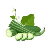 Vector illustration, snake gourd or Trichosanthes cucumerina, with slices, and green leaves, isolated on white background.