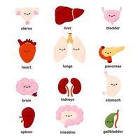 Set of 12 cute kawaii human organs - heart, liver, kidneys, uterus, pancreas, bladder, brain, intestines. Funny organs. vector