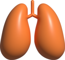 ilustração 3D dos pulmões png