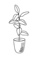 Doodle of ficus elastica or rubber tree in pot. Hand drawn vector illustration of indoor plant isolated on white background.