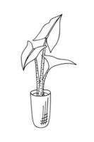 garabato de alocasia odora o planta de oreja de elefante en maceta. Ilustración de vector dibujado a mano de planta de interior aislado sobre fondo blanco.