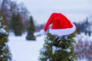 Santa hat on spruce bush photo