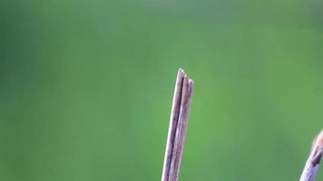 imágenes de una libélula posada en una rama sobre un fondo verde borroso. adecuado para secuencias de vídeo de flora, fauna y sobre insectos video