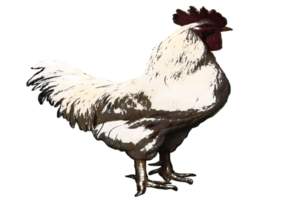 logo of rooster png