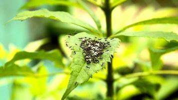 een groep van zwart mieren Aan een groen blad zijn in beweging wit eieren in de regenachtig seizoen. video