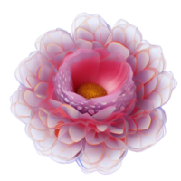 fleur de dahlia isolée png