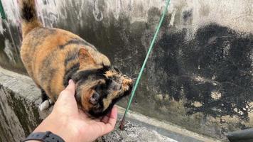 Petting a Tortie cats . video