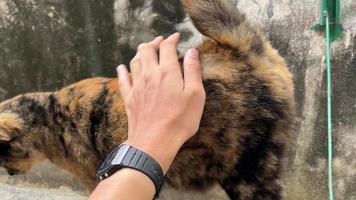 Petting a Tortie cats . video