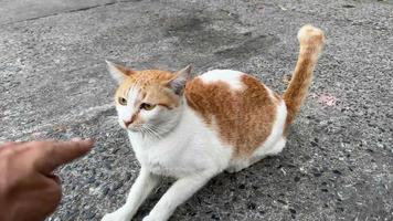 caresser un chat de van turc de rue. video