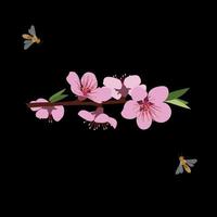 Parts of plants. Blooming branch pink with flowers, green leaves on a black background vector