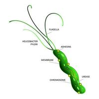 ilustración de la estructura celular de helicobacter pylori vector