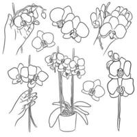 Set of orchids in pot and in hands vector