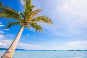 Coconut Palm tree on the sandy beach background blue sky photo