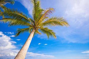 primer plano de una gran palmera en el cielo azul de fondo foto