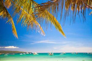 Close-up Coconut Palm tree on the sandy beach photo