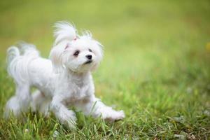 Little white maltese dog on green grass on a warm day photo