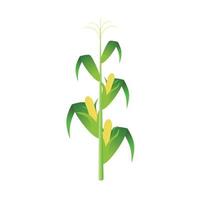 Corn stalks isolated on white background. Green corn plants on the field vector illustration in flat design.