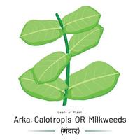 A Decussate Leaf of Milkweed based on Wild Botanical Element. vector