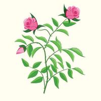 Rose shrub with leaves and blossoms Botanical element. vector