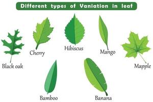 Different types of Vaniation in leaf botanical element vector