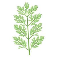 A Decompound leaf type in Carrot or Daucus leaf Botanical Element vector