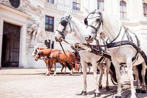 entrenador de caballos tradicional fiaker en Viena, Austria foto