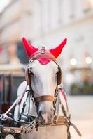 Traditional horse coach Fiaker in Vienna Austria photo