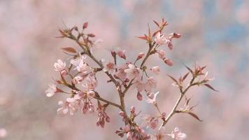 rosa körsbär blommor gren i vår blomma. japansk sakura. hanami festival. video