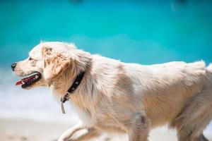 hermoso golden retriever jugando en las olas del mar en un día soleado foto