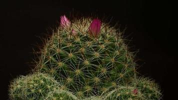 Cactus flower blooming time lapse. video