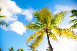 Clkoseup green palm tree with big leaves at exoric island photo