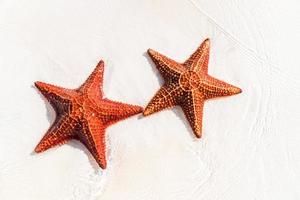 Tropical white sand with red starfishes photo