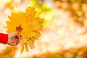 Big yellow maple leaves outdoors at beautiful autumn park photo