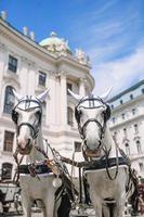entrenador de caballos tradicional fiaker en Viena, Austria