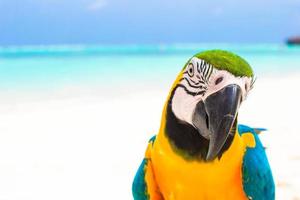 Closeup colorful bright parrot on white sandy beach at tropical island photo
