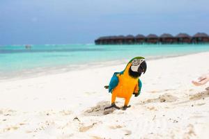 Wild colorful bright parrot on white sand at tropical island in the Indian Ocean photo