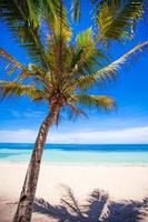 Desert island with palm tree on the beach photo