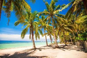 palmeral en la playa tropical de arena en un país exótico foto