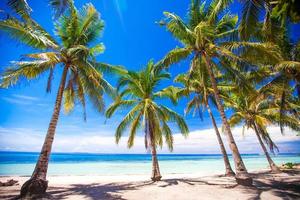 Tropical beach with beautiful palms and white sand, Philippines photo