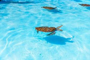 Sea turtles looking from the water in the reserve photo