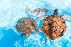 tortugas marinas mirando desde el agua en la reserva foto